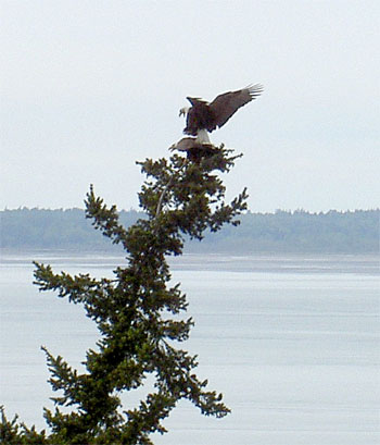 Eagle_02.jpg