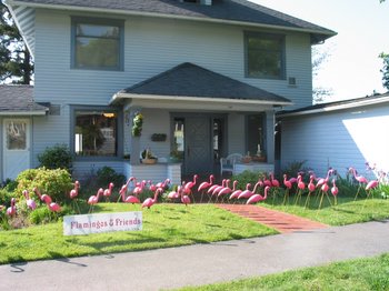 Flamingos.jpg